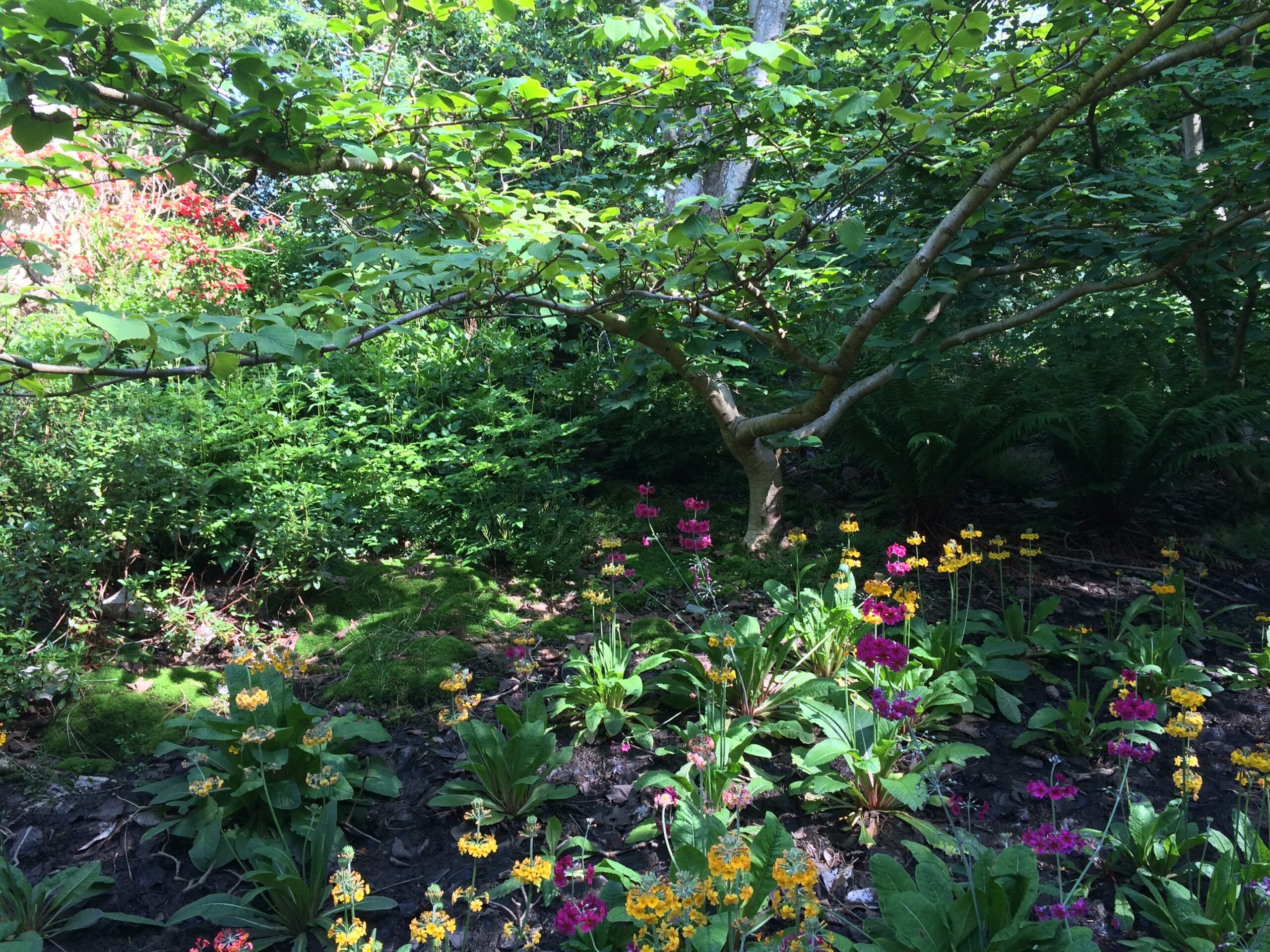 Lugarde garden plants